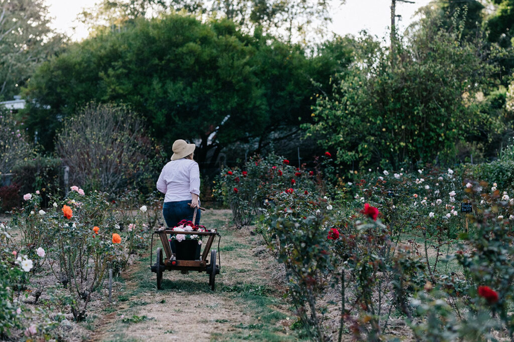 Sandy McKinley walks through the rose gardens at Acre of Roses