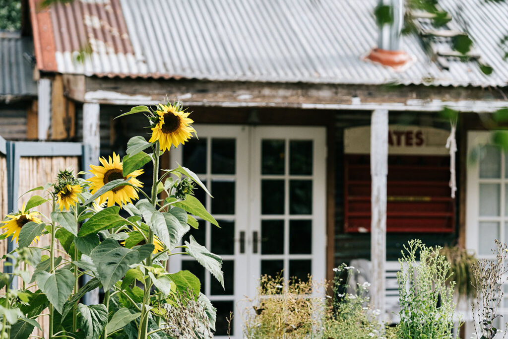 Sunflowers blooming at Acre of Roses