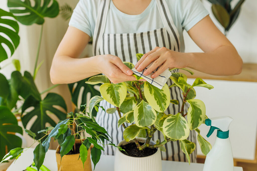 Private service professional in apron spraying and cleaning houseplants at home.